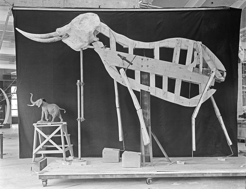 Illustration for article titled Operation Dumbo Drop Gone Terribly Wrong: How to clean a giant elephant skin